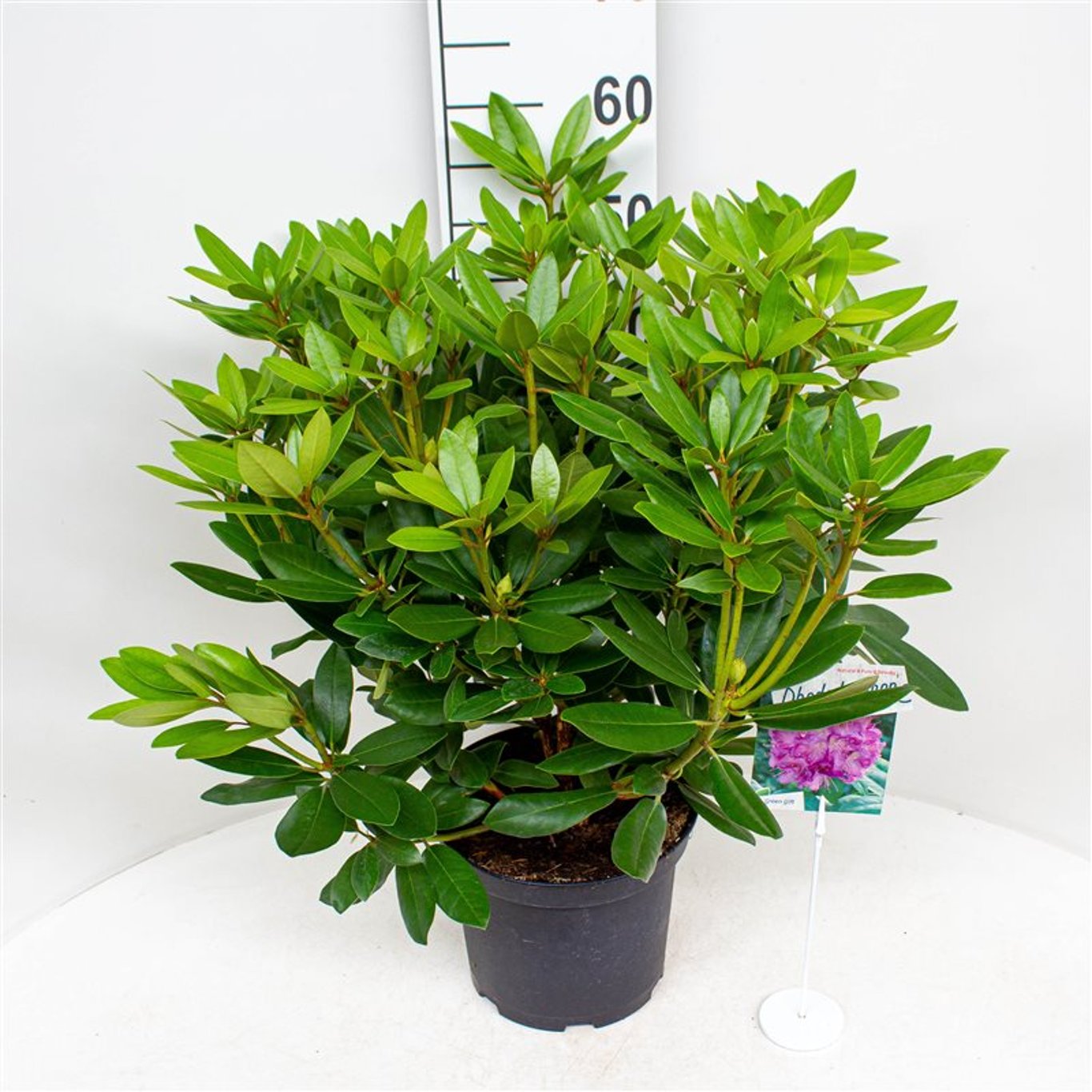 Rhododendron – Rhododendron 'Catawb. Grandiflorum' - C5 30-40 CM